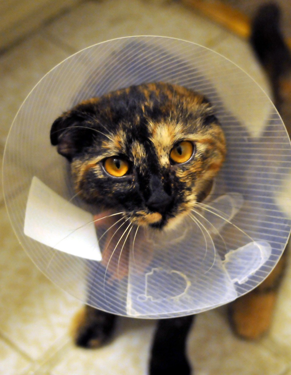 get-in-touch cat, collar, spayed, tortoiseshell, pet, animal, feline, domestic, veterinary, kitten, care, nature, paw, fur, whiskers, medical, mammal, tail, fluffy, tabby, surgery, patient, clinic, health, treatment, companion, brown health, brown medical, brown care