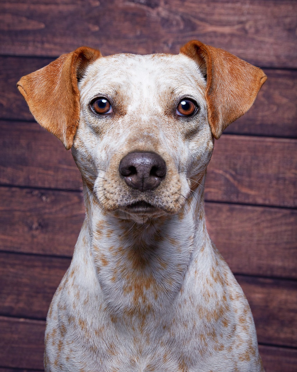 who-we-are dog, animal, hunting, portrait, mammal, head, ears, nature, pet, eyes, great, brown, muzzle, expression, intelligent, careful, look
