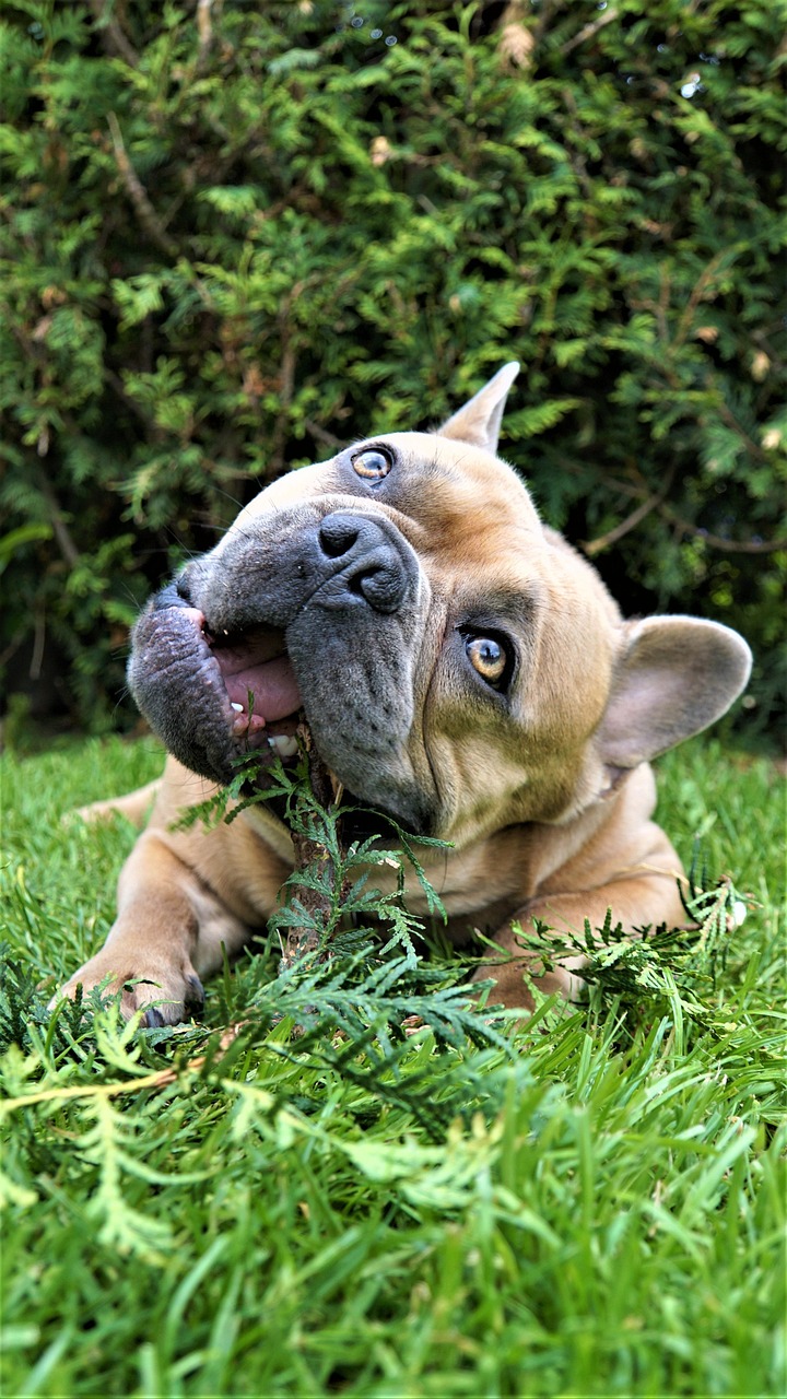 our-story french bulldog, dog, stick, chew, nature, dental care, animal, love, cute, eyes, view, loyal friend, adorable, bulldog, fun, outdoors, in the garden, pet, on the grass, beige, fur, green, lawn, cypress