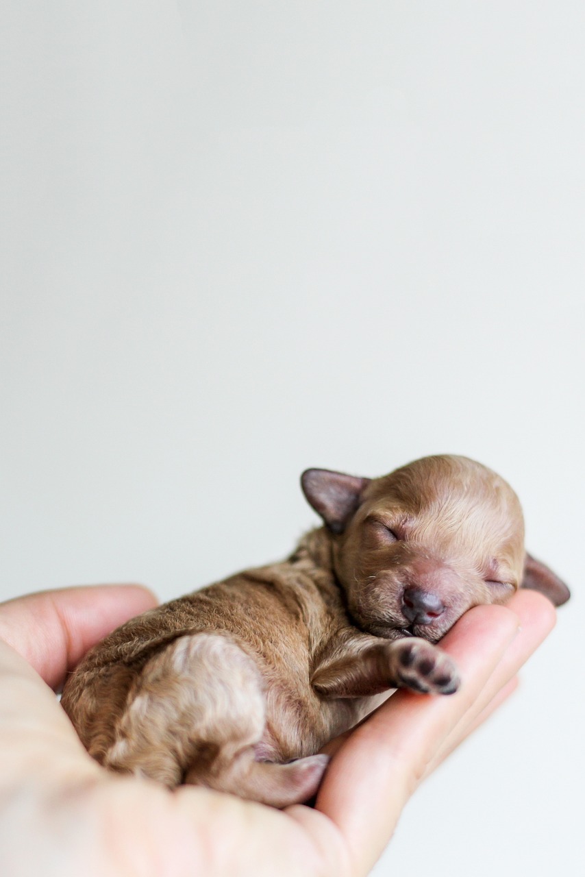 about-us puppy, canine, pet, hand, palm, dog, animal, sleeping